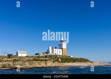 Lighthouse and Keeper's Cottage auf Coquet Island, einem Naturschutzgebiet an der Küste von Northumbria, vor Amble, Nordostengland, wo sich Vögel tummeln Stockfoto