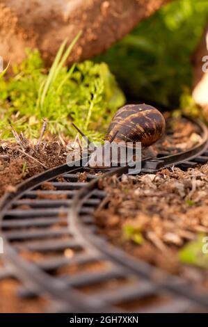 Schnecke auf Spielzeugeisenbahn-Gleisen Stockfoto