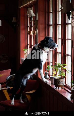 Der schwarz-weiße Collie-Hund am Rand blickt aus dem Fenster und wartet darauf, dass sein Besitzer nach Hause kommt Stockfoto