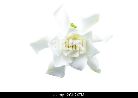 Weiße Gardenie (Jasminoides, Gardenia Jasmin) isoliert auf Weiß. Gespeichert mit Clipping-Pfad Stockfoto