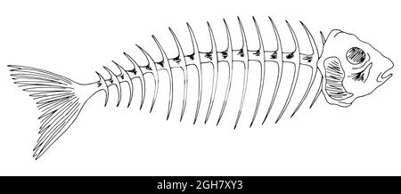 Fisch Skelett Knochen Grafik schwarz weiß isoliert Skizze Illustration Vektor Stock Vektor