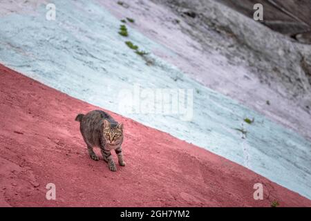 Streunende Katze auf rotem Grund, tagsüber Stockfoto