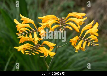 Gelbe Crocosmia-Blüten, auch bekannt als Montbretia, wachsen in einem Waldgebiet. Ein Spray aus Crocosmia-Blüten, der die Knospen zeigt Stockfoto