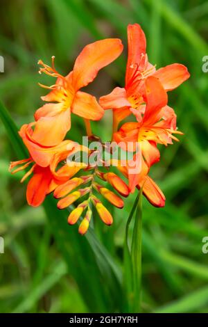 Orange Crocosmia Blumen auch bekannt als Montbretia wächst in einem Waldgebiet. Ein Spray aus Crocosmia-Blüten, der die Knospen zeigt Stockfoto