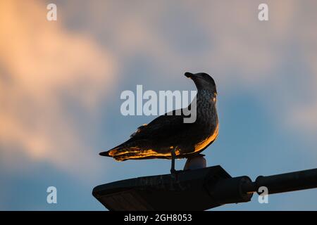 Blick aus dem niedrigen Winkel auf den Silhouette Vogel, der bei Sonnenaufgang auf dem Laternenpfosten thront Stockfoto