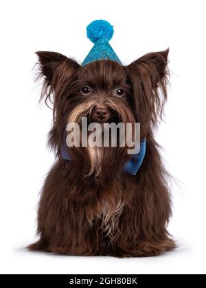 Niedlicher kleiner 1-jähriger dunkelbrauner Yorkshire Terrier Hund mit blauer Fliege und Party Hut. Sitzen nach vorne. Blick auf die Kamera. Isoliert Stockfoto