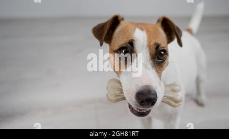 Der Hund hält einen Knochen im Mund. Jack russell Terrier essen Rawhide Leckerbissen. Stockfoto