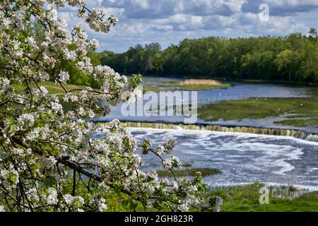 Venta Rapid, lettisch: Ventas Rumba, ist ein Wasserfall am Venta-Fluss in Kuldiga, Lettland. Während der Blüte des Apfelbaums Stockfoto