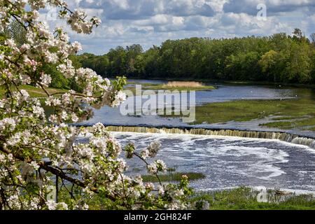 Venta Rapid, lettisch: Ventas Rumba, ist ein Wasserfall am Venta-Fluss in Kuldiga, Lettland. Während der Blüte des Apfelbaums Stockfoto