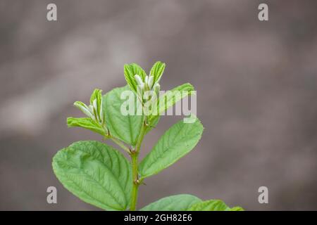 Blätter von Ziziphus mauritiana.die Blätter sind etwa 2.5 bis 3.2 cm lang und 1.8 bis 3.8 cm breit und haben einen feinen Zahn am Rand Stockfoto