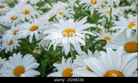 Weiße Gänseblümchen mit leuchtend gelben Blüten. Kamillenwiese im Sommer. Stockfoto