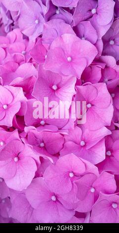 Hortensia leuchtend rosa Blüte Sommer vertikalen Hintergrund. Hortensia macrophylla blüht. Stockfoto