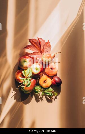 Erntekonzept Herbst Thanksgiving Day. Reife rote und gelbe Früchte Äpfel Birnen Trauben und Blätter Stockfoto