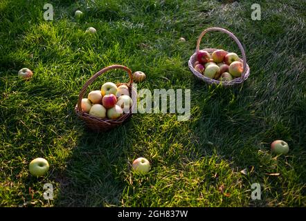 Rote und grüne frisch gepflückte Äpfel in Körben auf grünem Gras. Stockfoto