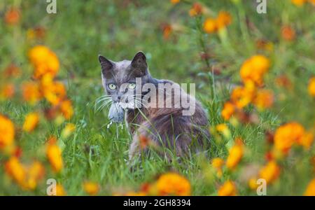 Katze mit einer Maus in den Zähnen zwischen Herbstblumen Stockfoto