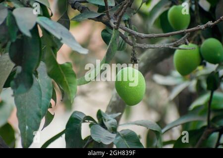 Grüne Mango.Grüne Mango kann je nach Sorte sauer oder nussig und süß sein. Stockfoto