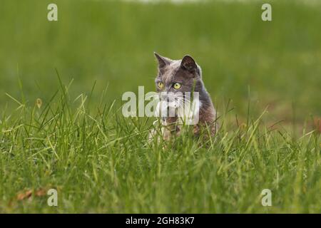 Katze mit einer Maus in den Zähnen Stockfoto