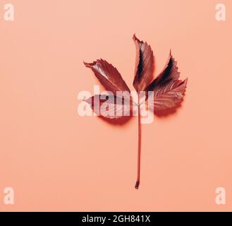 Herbstlich gefallenes Blatt auf orangefarbenem Hintergrund mit harten Sonnenschatten. Kopiespeicherplatz in der Draufsicht Stockfoto