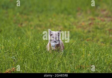 Das gefährlichste Raubtier des Planeten ist eine Katze mit einer Maus in den Zähnen Stockfoto