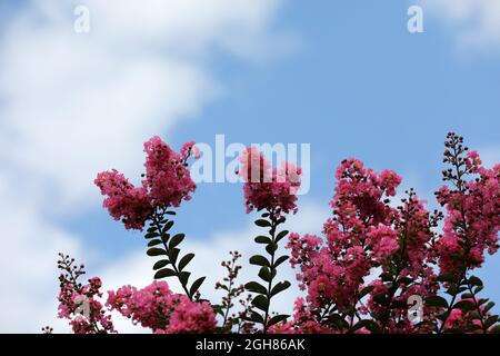 Lagerstroemia Indischer Flieder mit violetten Blüten Stockfoto