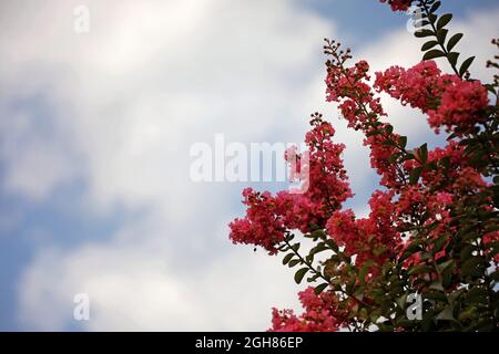 Lagerstroemia Indischer Flieder mit violetten Blüten Stockfoto