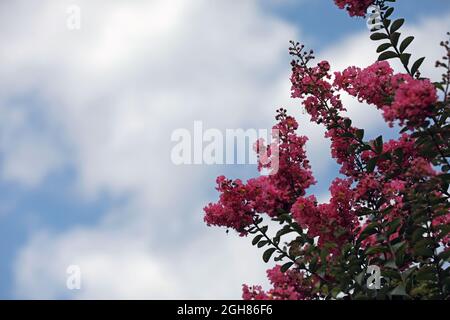 Lagerstroemia Indischer Flieder mit violetten Blüten Stockfoto