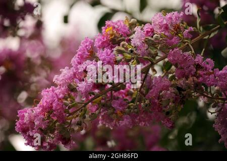 Lagerstroemia Indischer Flieder mit violetten Blüten Stockfoto