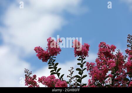 Lagerstroemia Indischer Flieder mit violetten Blüten Stockfoto