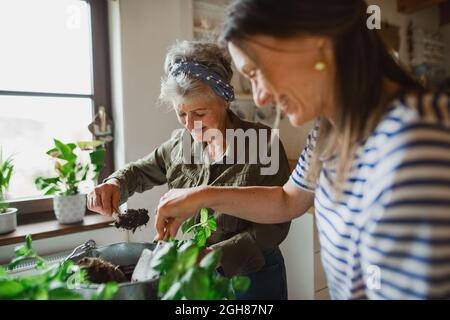 Glückliche ältere Mutter mit erwachsener Tochter zuhause und Pflanzen Kräuter. Stockfoto