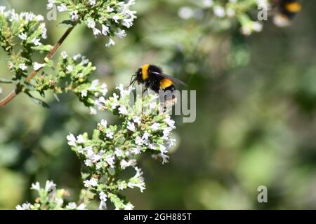 Seitenansicht einer Honigbiene, die an einem englischen Sommernachmittag Pollen extrahiert Stockfoto