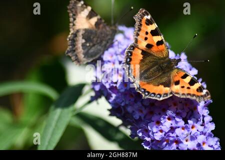 Kleine Schildpatt (Aglais urticae), eine mit ihren Flügeln in voller Spannweite und eine mit ihren Flügeln geschlossen, füttert an einem Lavendelknospel Stockfoto