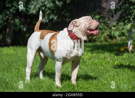 Porträt einer stark aussehenden weißen amerikanischen Bulldogge im Freien Stockfoto