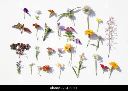 Schillernde Blüten . Kreative Komposition aus Blumen in Regenbogenfarben auf weißem Hintergrund, flach liegend. Hochwertige Fotos Stockfoto