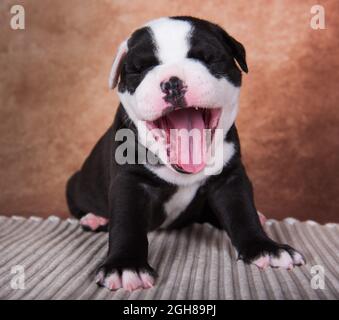 Lustige American Bullies Welpen lächelt auf braunem Hintergrund Stockfoto