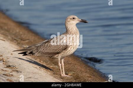 Caspian Gull 0juvenile) Farmoor Reservoir, Oxon, Großbritannien Stockfoto