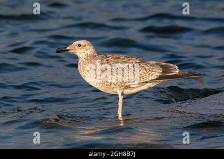 Caspian Gull 0juvenile) Farmoor Reservoir, Oxon, Großbritannien Stockfoto