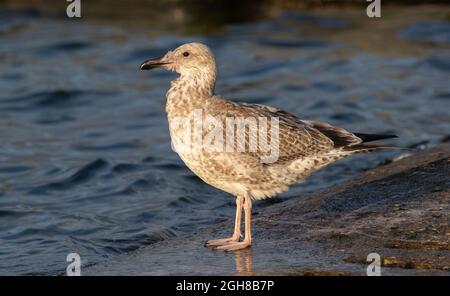 Caspian Gull 0juvenile) Farmoor Reservoir, Oxon, Großbritannien Stockfoto