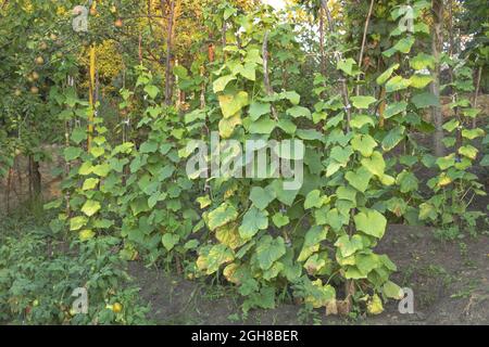 Gurkenplantage im Gaden. Gurken zu Hause anbauen Konzept Stockfoto