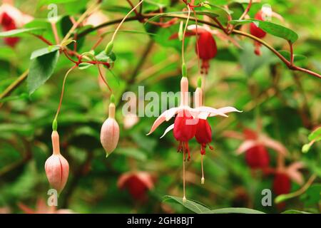 Atemberaubende Aussicht auf Hybrid Fuchsia (Lady's Eardrops, Fuchsia, Common Fuchia) Blumen, Nahaufnahme von roten mit rosa Blumen im Garten blühen Stockfoto