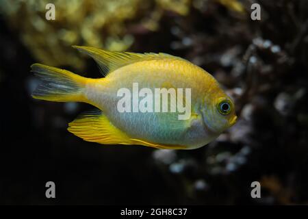 Goldener, selbstsüchtiger Fisch unter Wasser im Meer Stockfoto