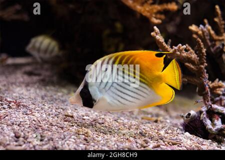 Fadenflossen-Falterfisch Chaetodon auriga fischt unter Wasser im Meer Stockfoto