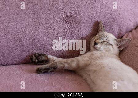 Kleines Kätzchen schläft auf dem Sofa Stockfoto