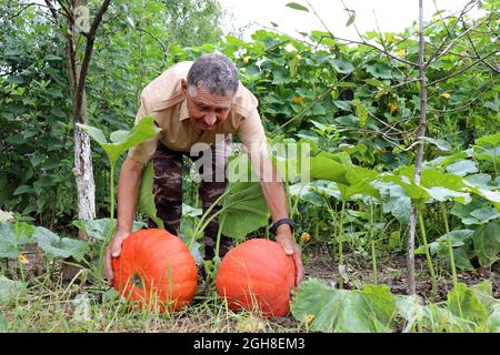 Alter Bauer pflückt Kürbisse auf einem Feld, glücklicher älterer Mann mit Gemüseernte. Arbeit auf dem Bauernhof, gute Ernte Stockfoto