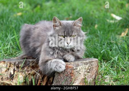 Böse graue Katze sitzt auf einem Baumstumpf auf einem grünen Rasen. Porträt von mürrischen Haustier im Freien Stockfoto