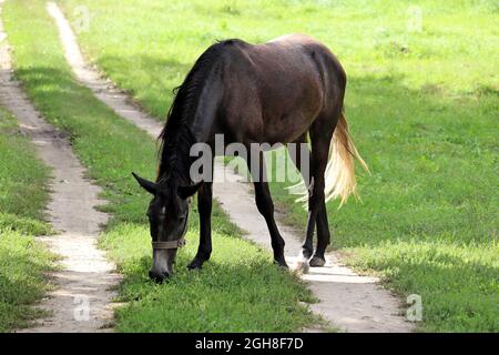 Dark Bay Pferd grasen auf grünen Weiden, ländliche Szene Stockfoto