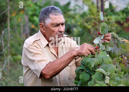 Alter Mann, der in einem Garten Himbeere erntet und isst, älterer Bauer mit Beeren Stockfoto