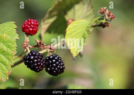 Reife und unreife Brombeeren auf dem Zweig. Der Anbau der Brombeere im Garten Stockfoto