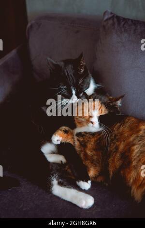 Wunderschöne Aufnahme von zwei entzückenden dreifarbigen Katzen, die schlafen, während sie sich auf einer Couch umarmen Stockfoto