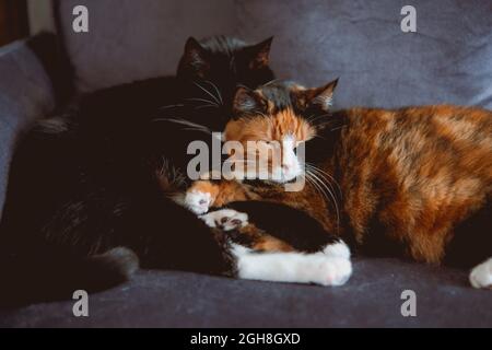Wunderschöne Aufnahme von zwei entzückenden dreifarbigen Katzen, die schlafen, während sie sich auf einer Couch umarmen Stockfoto