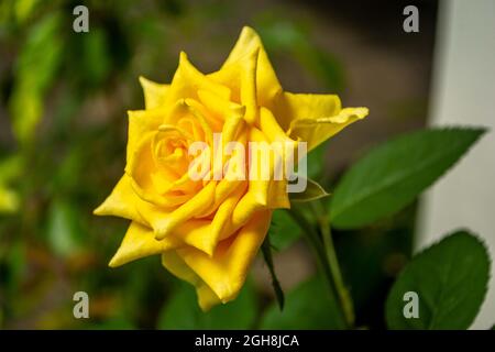 Gelbe Rose Nahaufnahme Stockfoto